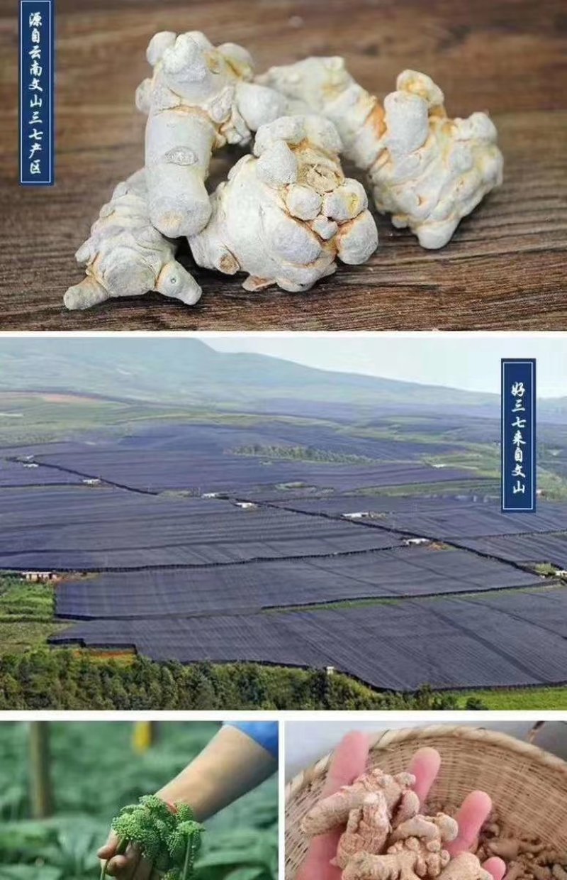 文山冻干三七田七粉云南产地批发直接嚼着吃的三七