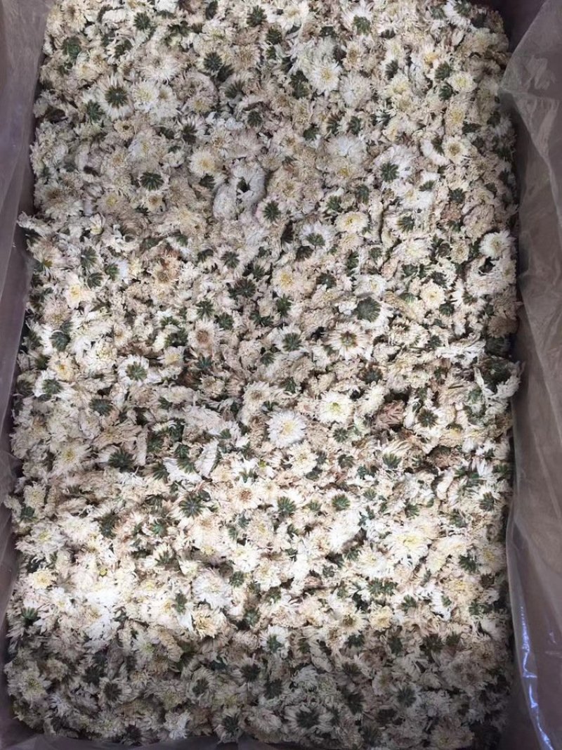 七月菊白菊各种规格可打粉专营批发一手货源