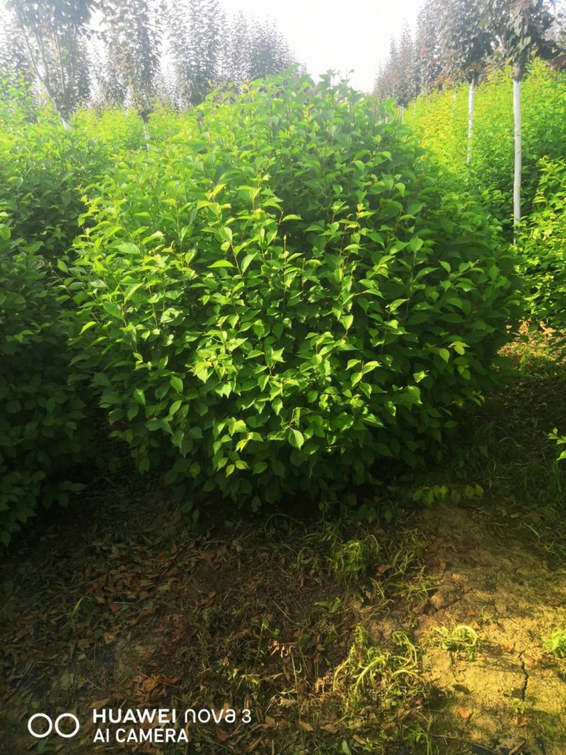 重瓣榆叶梅球