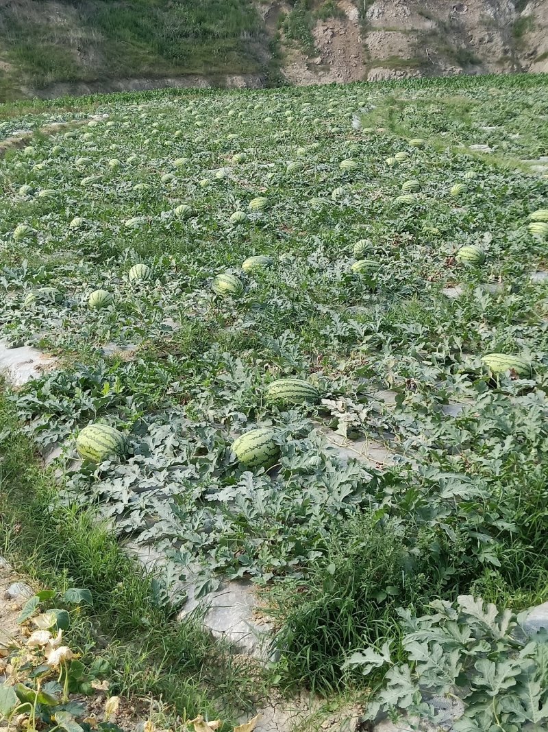 西瓜