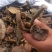 【推荐】紫灵芝正品专营批发量大价优全国发货🔥