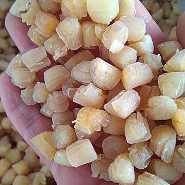 干贝瑶柱厂家直销欢迎选购煲汤煮粥味道鲜美500-600头