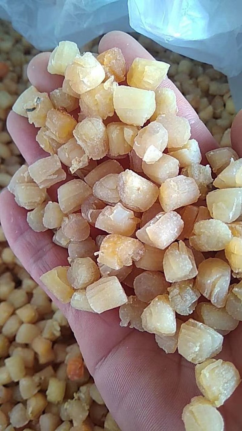 干贝瑶柱厂家直销欢迎选购煲汤煮粥味道鲜美500-600头