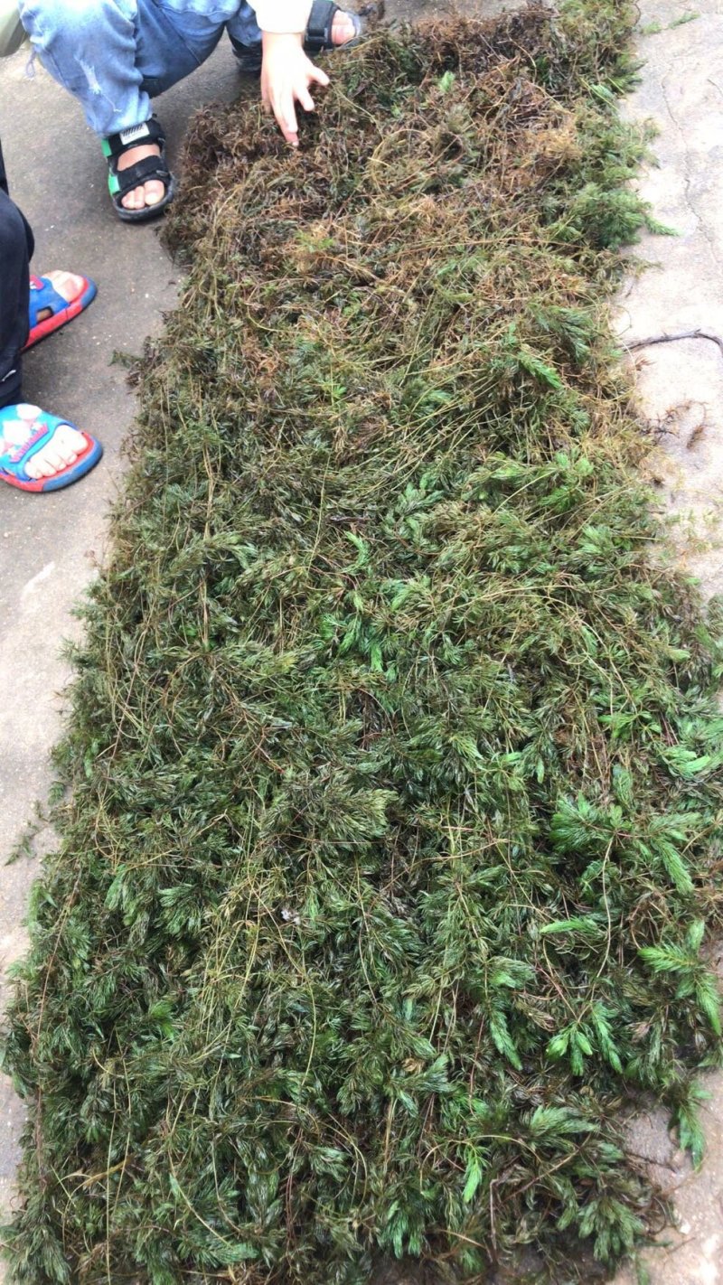 苦草，铜钱草，红线草，密剌苦草等水生植物大量现货供应