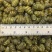 铁皮石斛大货批发1.2-1.4规格中大颗粒，胶质浓全化渣