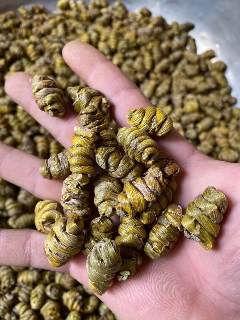 铁皮石斛大货批发1.2-1.4规格中大颗粒，胶质浓全化渣