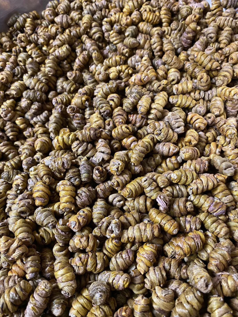 铁皮石斛大货批发1.2-1.4规格中大颗粒，胶质浓全化渣