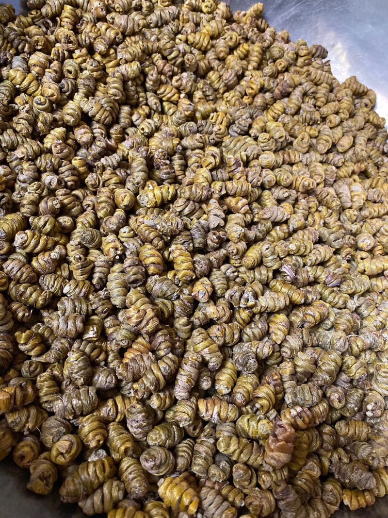 铁皮石斛大货批发1.2-1.4规格中大颗粒，胶质浓全化渣