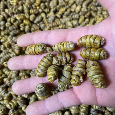 铁皮石斛大货批发1.2-1.4规格中大颗粒，胶质浓全化渣