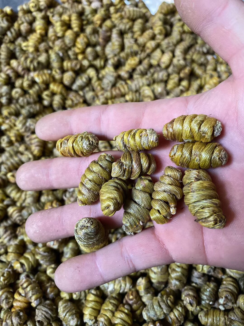 铁皮石斛大货批发1.2-1.4规格中大颗粒，胶质浓全化渣