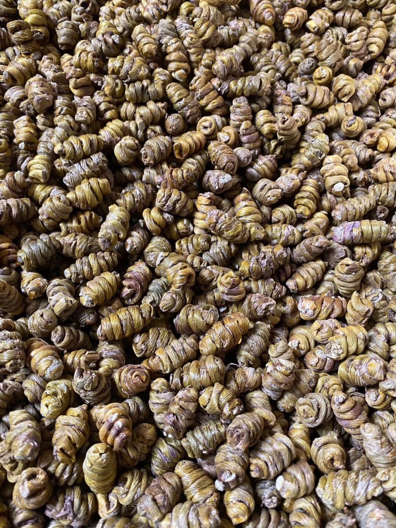 铁皮石斛大货批发1.2-1.4规格中大颗粒，胶质浓全化渣
