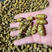 铁皮石斛大货批发1.2-1.4规格中大颗粒，胶质浓全化渣