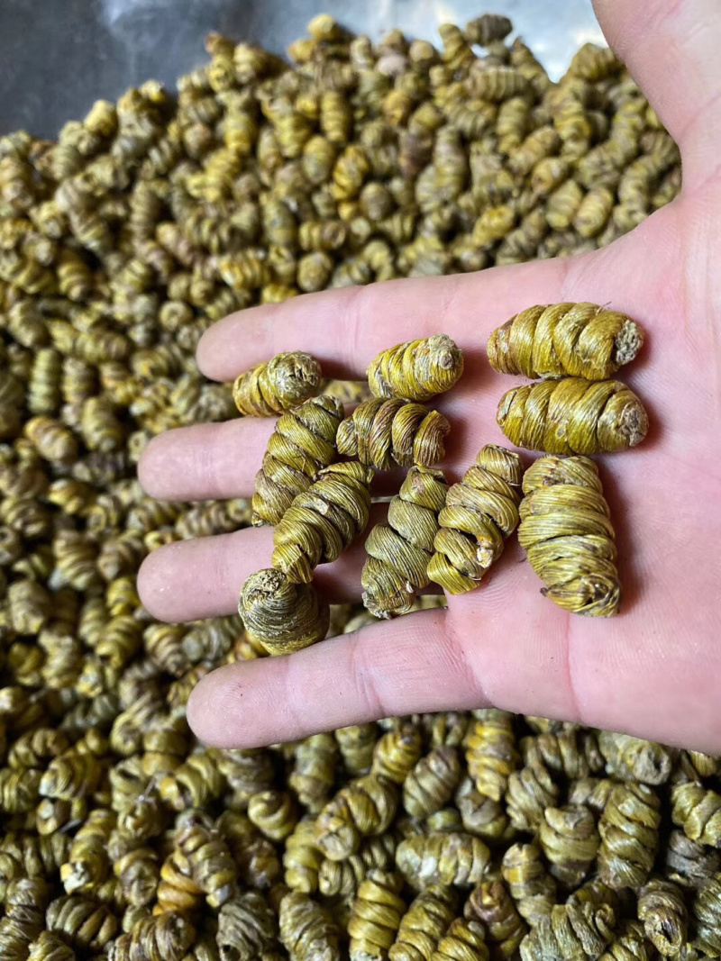 铁皮石斛大货批发1.2-1.4规格中大颗粒，胶质浓全化渣