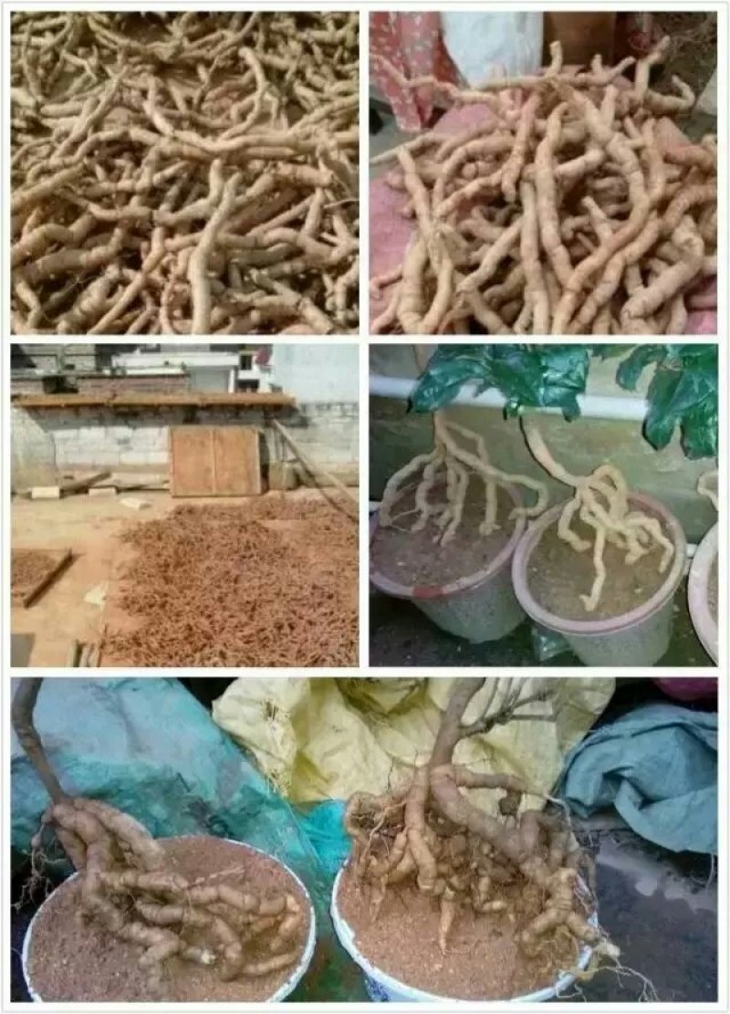 批发零售生熟巴戟天