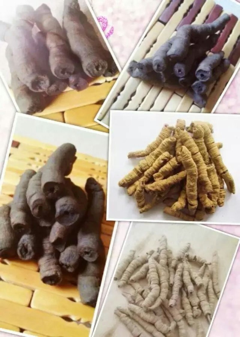 批发零售生熟巴戟天