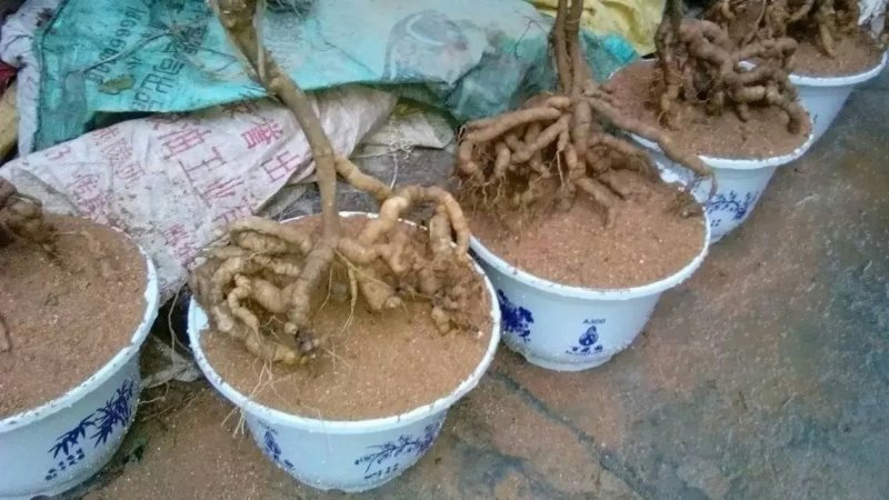 批发零售生熟巴戟天