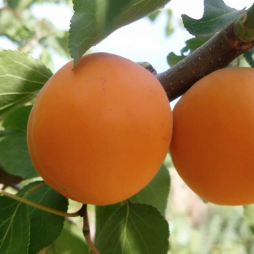 金太阳杏大量供货