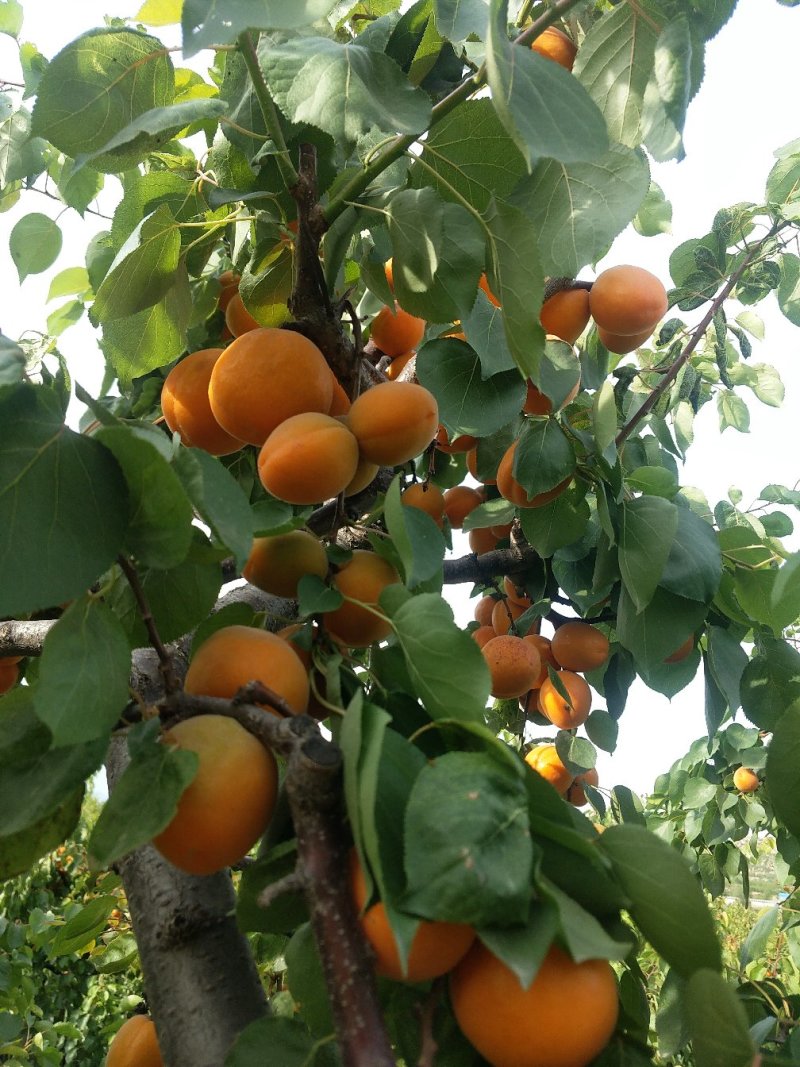 金太阳杏大量供货