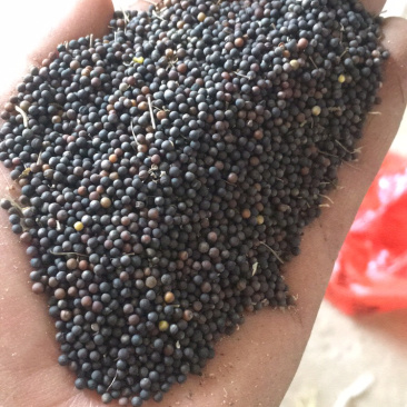湖北油菜籽