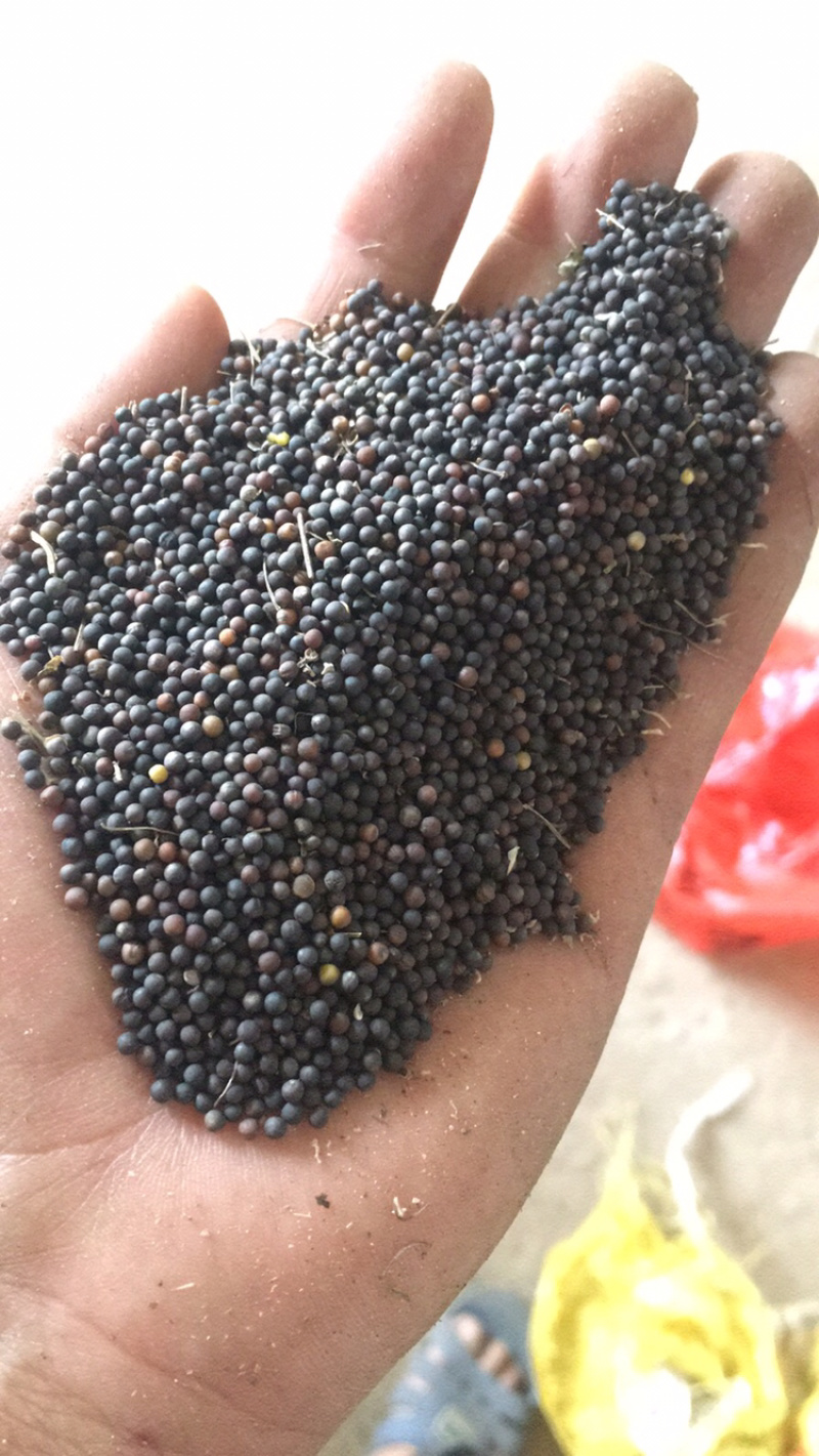 湖北油菜籽