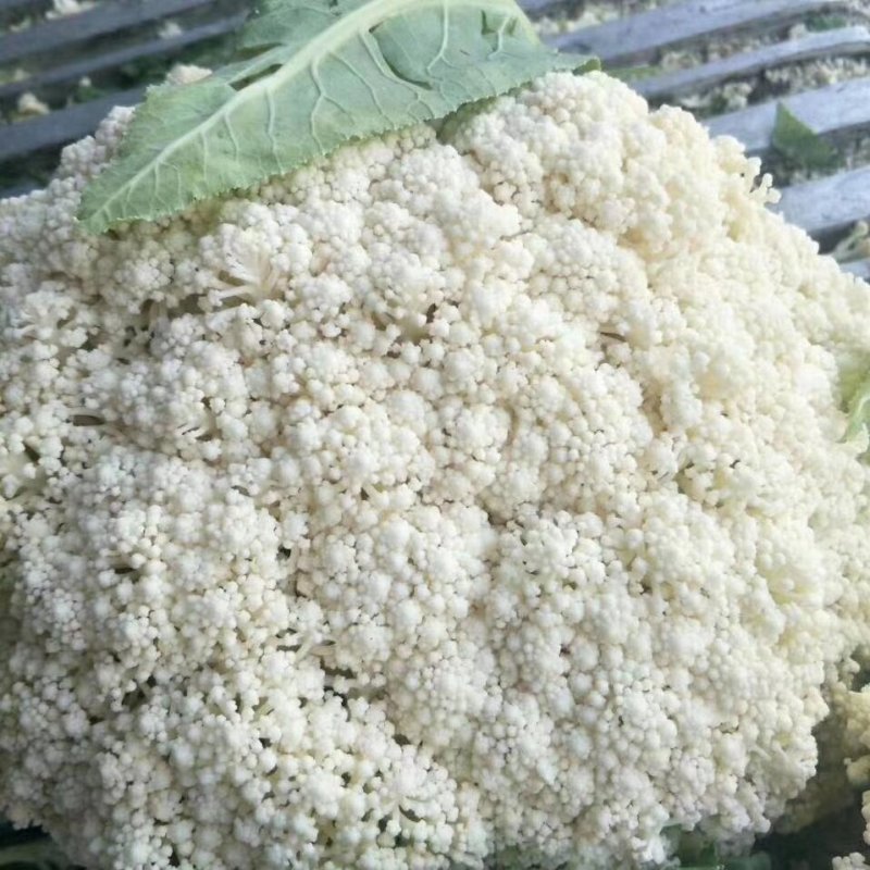 白面青梗松花菜有机花菜80