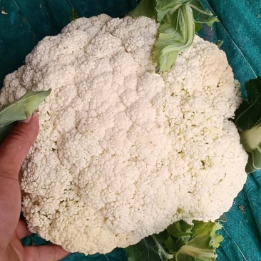 青梗散花有机花菜菜花