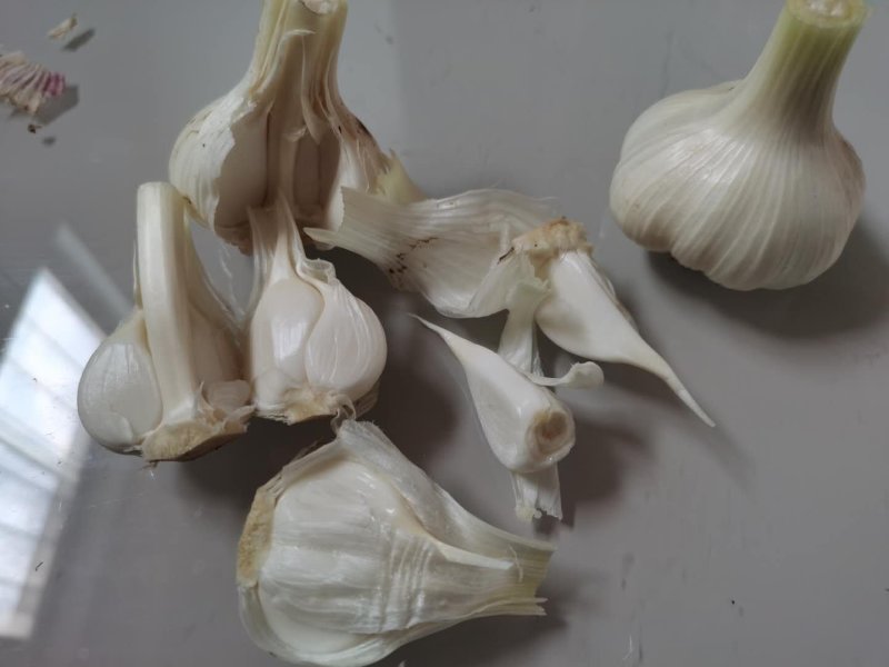 四六瓣鲜蒜各种规格，质量好，成熟度好，腌制
