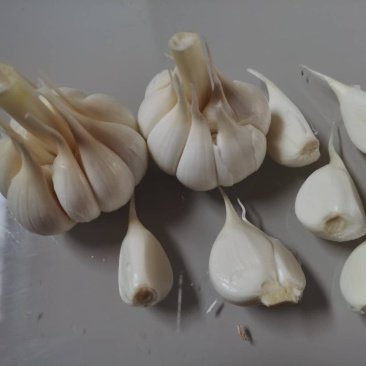 四六瓣鲜蒜各种规格，质量好，成熟度好，腌制