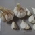 四六瓣鲜蒜各种规格，质量好，成熟度好，腌制