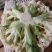 菜花，有机松花菜青梗散花