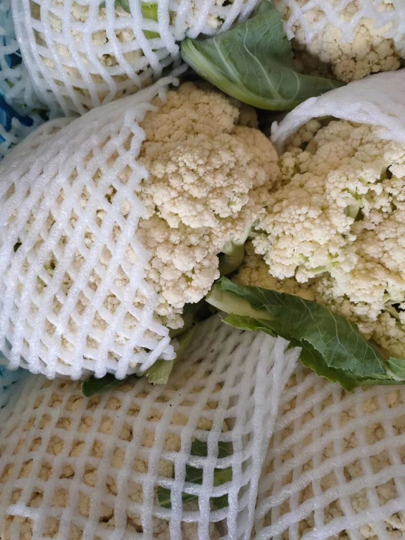 菜花，有机松花菜青梗散花