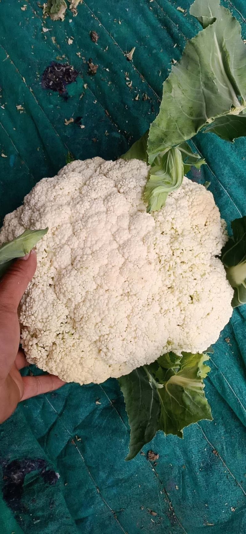 菜花，有机松花菜青梗散花