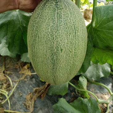 小蜜25，山东产地现货直供量大优惠