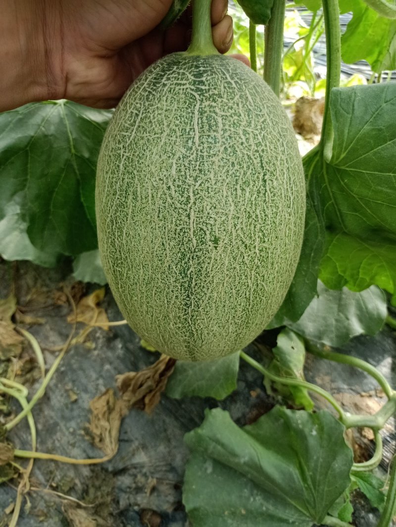 小蜜25，山东产地现货直供量大优惠