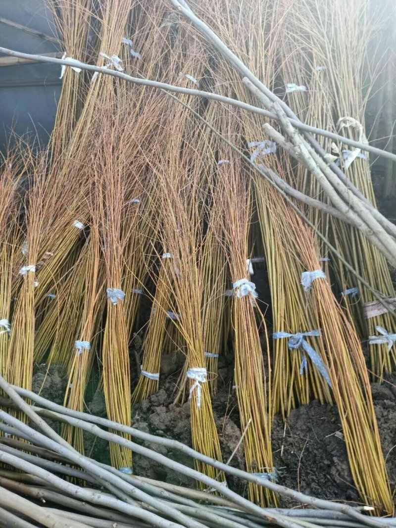 柳树苗黄金柳竹柳苗垂柳苗，垂扬柳树苗垂柳小苗大苗