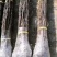 紫薇苗红火箭紫薇花树苗百日红红火球天鹅绒红花紫薇苗绿化苗