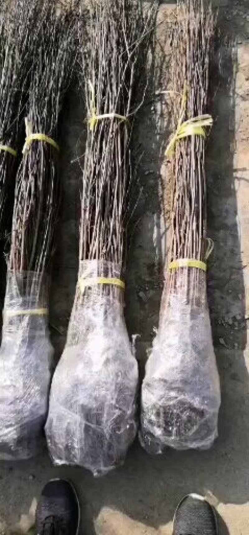 紫薇苗红火箭紫薇花树苗百日红红火球天鹅绒红花紫薇苗绿化苗