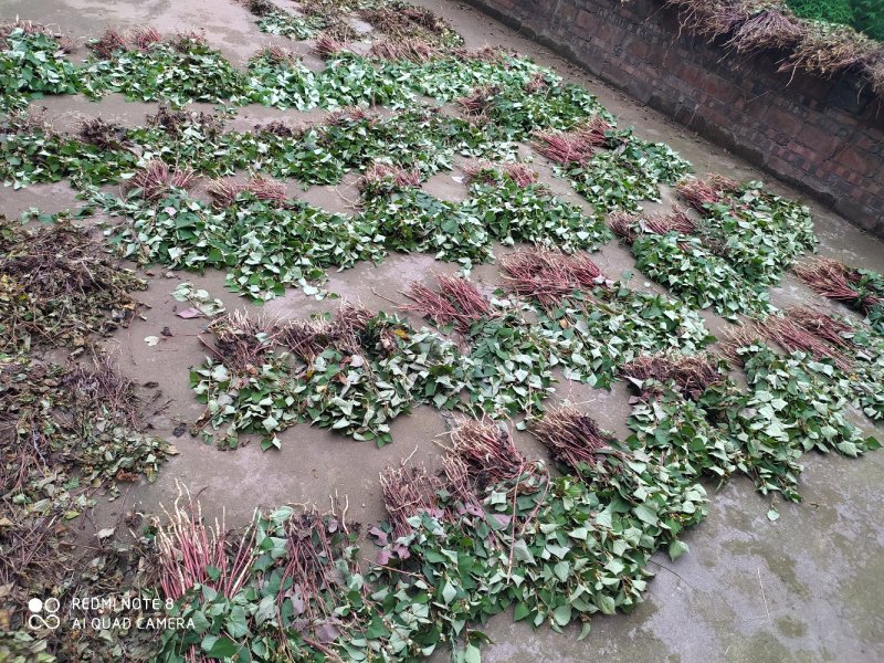 野生鱼腥草干货