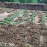 野生鱼腥草干货