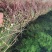 野生鱼腥草干货