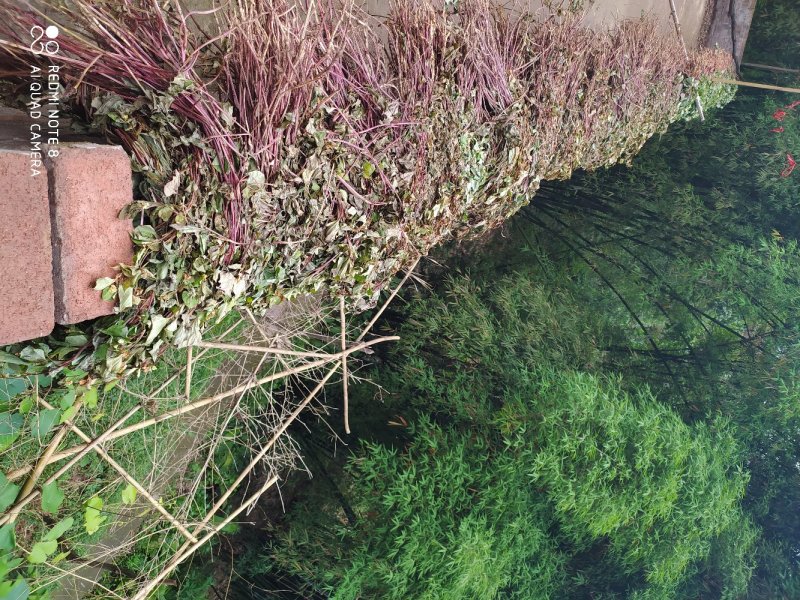野生鱼腥草干货