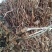 野生鱼腥草干货