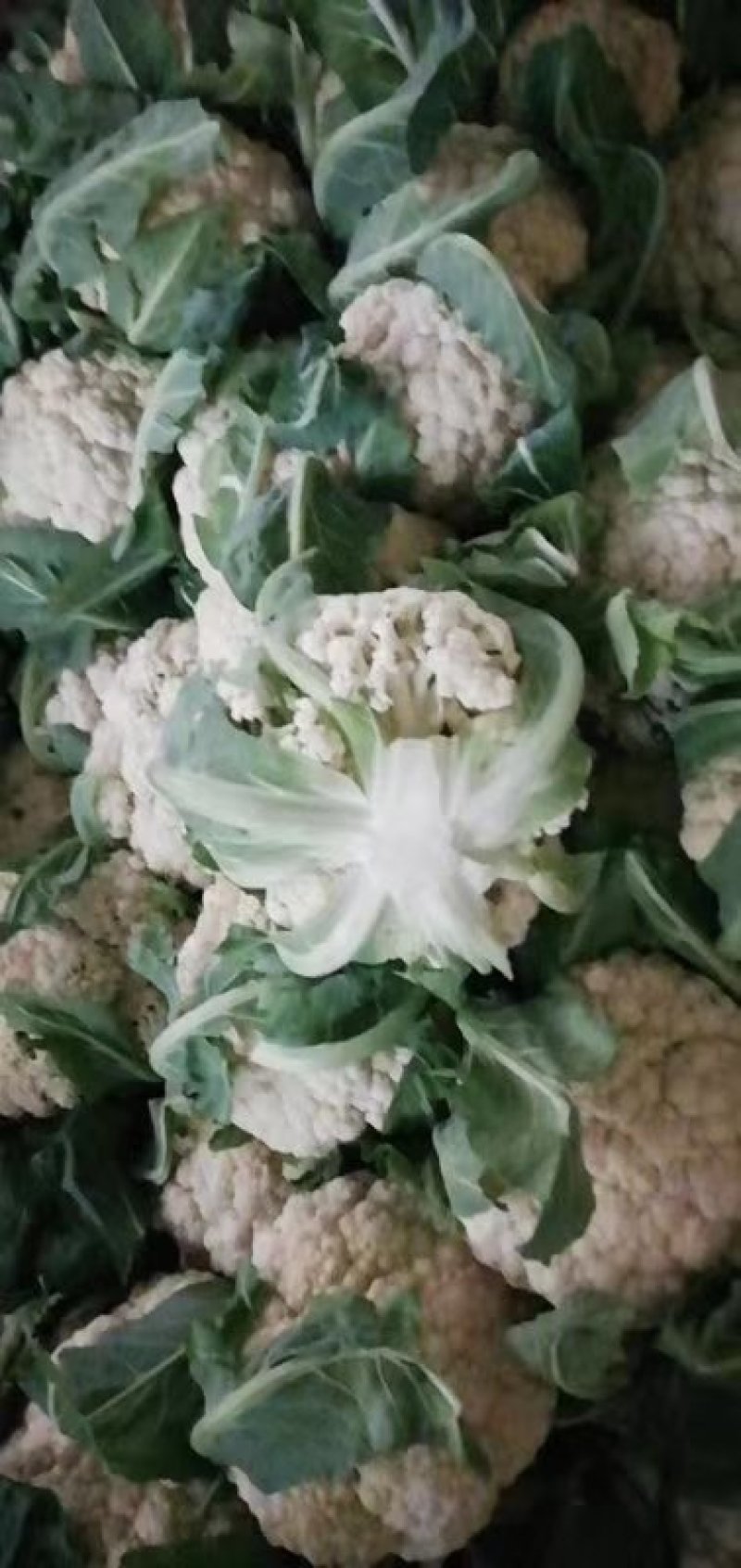 精品(兰州货)花菜实力代办，欢迎全国市场老板联系