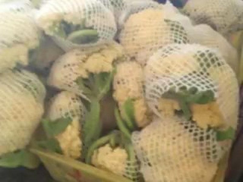 精品(兰州货)花菜实力代办，欢迎全国市场老板联系