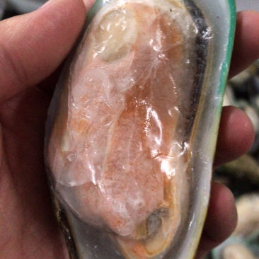 新西兰半壳青口贝原汁