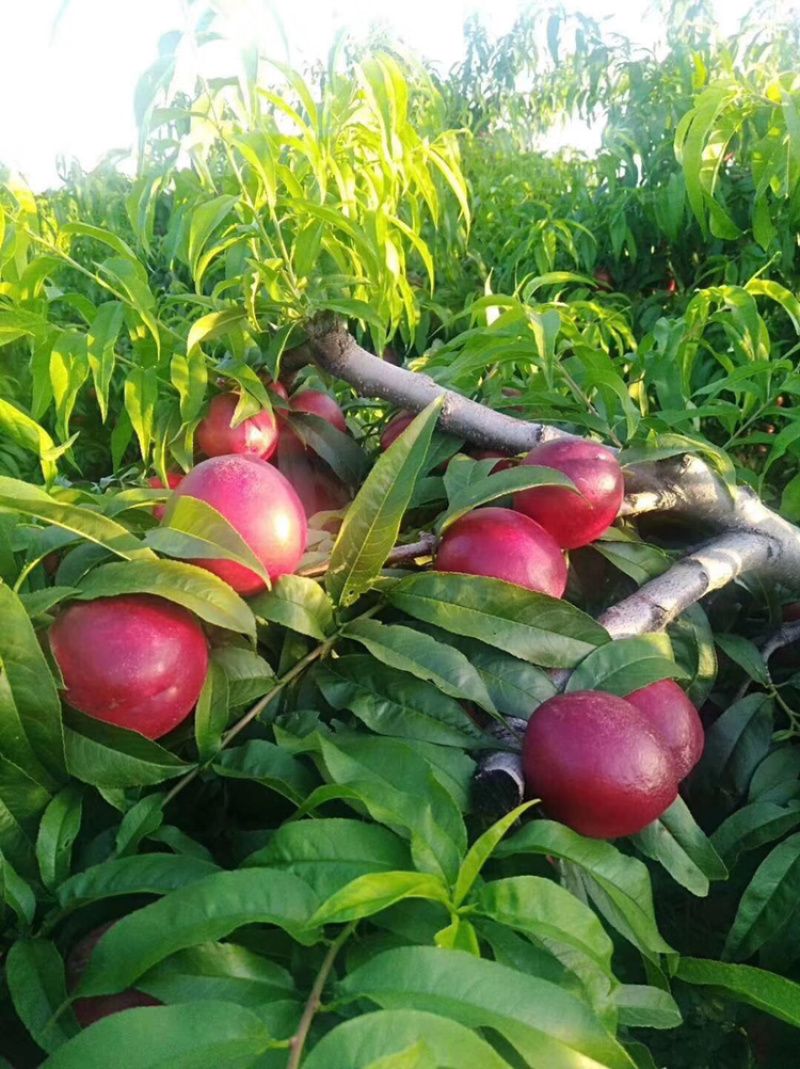 大荔珍珠早油桃，精品甜珍珠油桃离核上市，陕西产地发全国