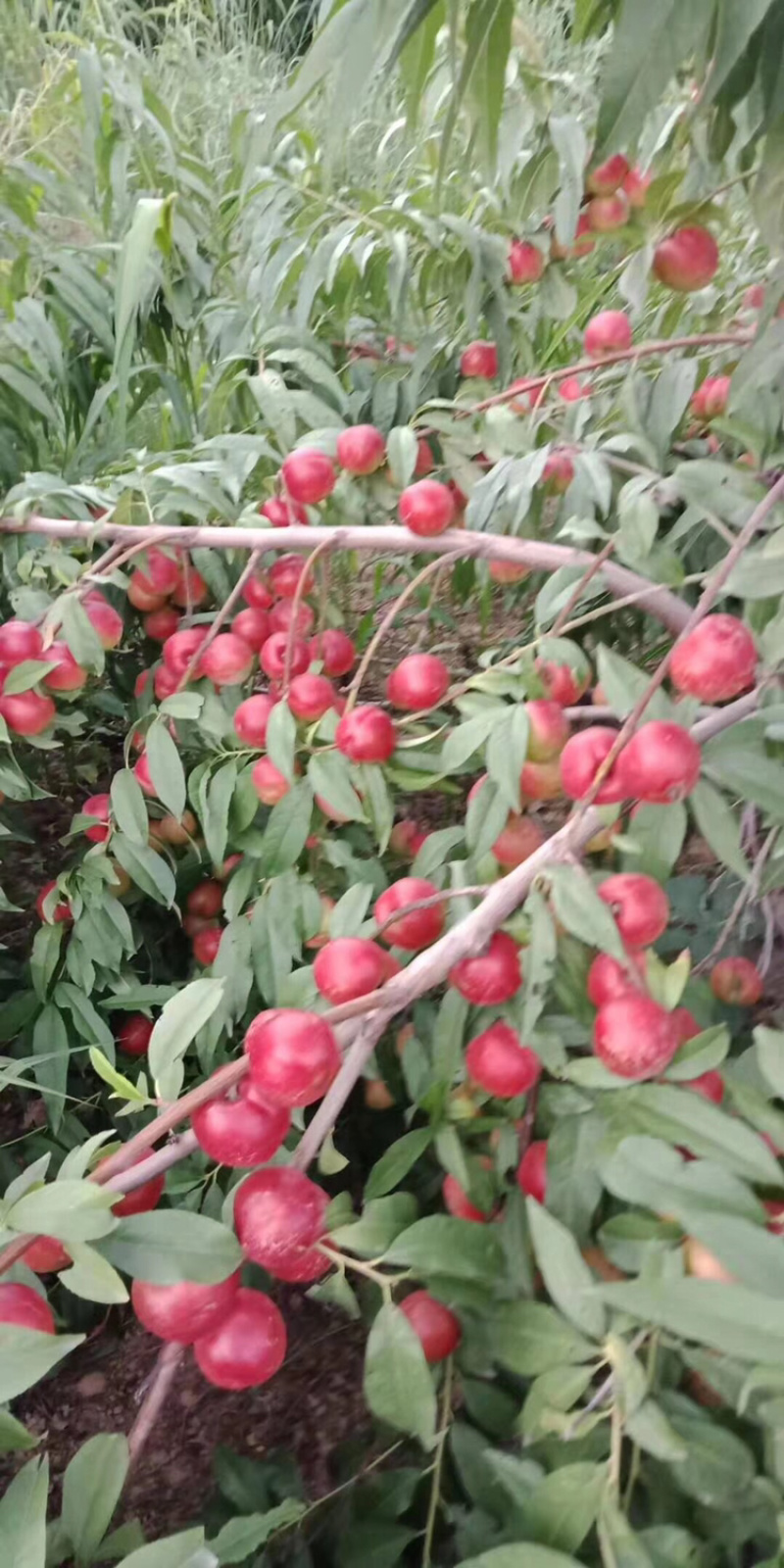 大荔珍珠早油桃，精品甜珍珠油桃离核上市，陕西产地发全国