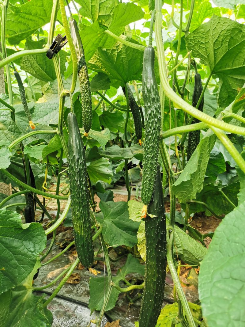 越夏耐热黄瓜种子传奇666强雌油亮高产晚春越夏早秋
