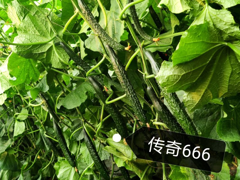 越夏耐热黄瓜种子传奇666强雌油亮高产晚春越夏早秋