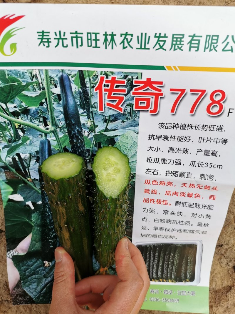 传奇778强雌油亮加价收购的黄瓜种子高产抗病